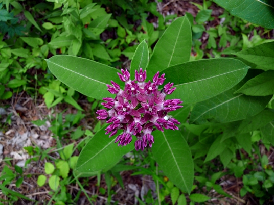 {Asclepias purpurascens}